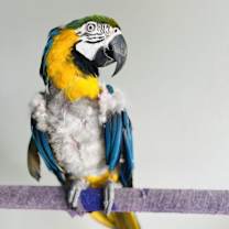 Thumbnail photo of Rambo #3