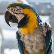 Thumbnail photo of Rambo #4