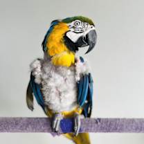 Thumbnail photo of Rambo #1