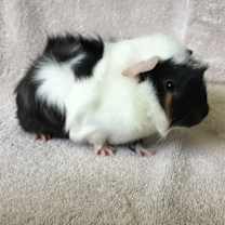 Thumbnail photo of Beanie #1
