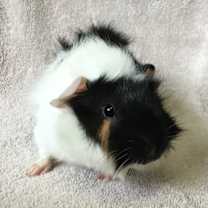 Thumbnail photo of Beanie #2