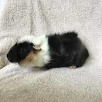 Thumbnail photo of Beanie #3