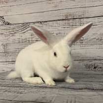 Thumbnail photo of Frosty #1
