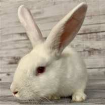 Thumbnail photo of Frosty #2