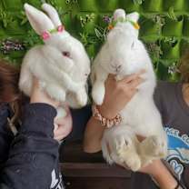 Thumbnail photo of Prince and Belle #1