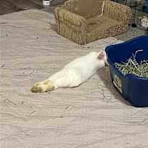 Thumbnail photo of Frosty #4