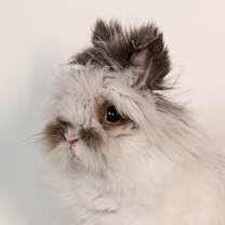 Thumbnail photo of Chalamet #1