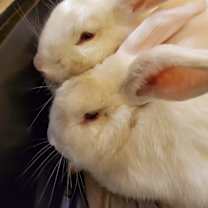 Thumbnail photo of Prince and Belle #4