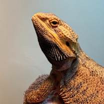 Thumbnail photo of Dexter #1