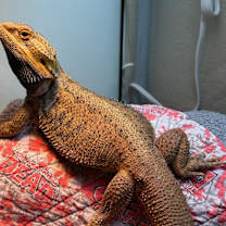 Thumbnail photo of Dexter #2