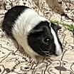 Thumbnail photo of Scooby #3
