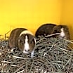 Thumbnail photo of Consort (bonded to Middleton) #1