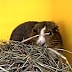 Thumbnail photo of Consort (bonded to Middleton) #2