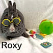 Thumbnail photo of Roxy #1