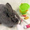 Thumbnail photo of Roxy #2