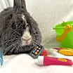 Thumbnail photo of Roxy #3
