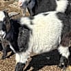 Thumbnail photo of Guinness #2