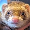Thumbnail photo of Peanut #1