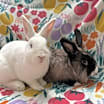 Thumbnail photo of Freddy (bonded to Frosting) #1