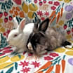 Thumbnail photo of Freddy (bonded to Frosting) #2