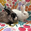Thumbnail photo of Freddy (bonded to Frosting) #3