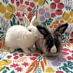 Thumbnail photo of Freddy (bonded to Frosting) #4