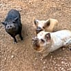 Thumbnail photo of Fergus, Fiona & Winston #1