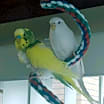 Thumbnail photo of Spring and Snowball #1