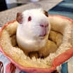 Thumbnail photo of Casper & Charlie Brown BONDED #2