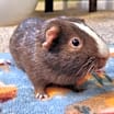 Thumbnail photo of Casper & Charlie Brown BONDED #3