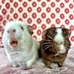Thumbnail photo of Casper & Charlie Brown BONDED #4