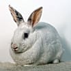 Thumbnail photo of Miniberry #4