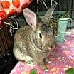 Thumbnail photo of Munchkin #1