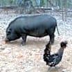 Thumbnail photo of Fergus, Fiona & Winston #4