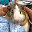Thumbnail photo of Hudson #1