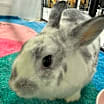 Thumbnail photo of Janice #1