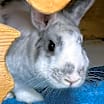 Thumbnail photo of Janice #3