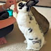 Thumbnail photo of Penny & Dolly #1