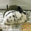Thumbnail photo of Penny & Dolly #2