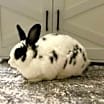 Thumbnail photo of Penny & Dolly #4