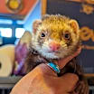 Thumbnail photo of Peanut #3