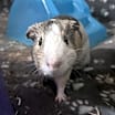 Thumbnail photo of Hudson #3
