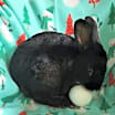 Thumbnail photo of Bean & Red Eye #1