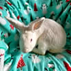 Thumbnail photo of Bean & Red Eye #2
