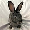 Thumbnail photo of Little Bit #3