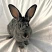 Thumbnail photo of Little Bit #4
