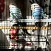 Thumbnail photo of 3 Budgies #1