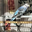 Thumbnail photo of 3 Budgies #2