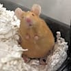 Thumbnail photo of Reepicheep #1