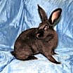Thumbnail photo of Nibbles #1